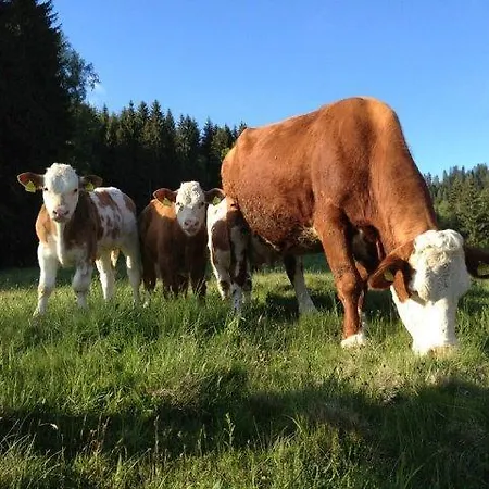 Gasthof - Linder Arriach